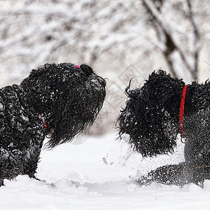 两只快乐的黑色长毛狗在雪地里 大狗对下雪很高兴 雪地里的黑狗 俄罗斯黑梗在白雪皑皑的公园里散步 如果你在冬天遛狗会发生什么行动乐图片