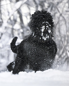 快乐的黑色长毛狗在雪地里 大狗对下雪很高兴 雪地里的黑狗 俄罗斯黑梗在白雪皑皑的公园里散步 如果你在冬天遛狗会发生什么暴风雪猎犬图片