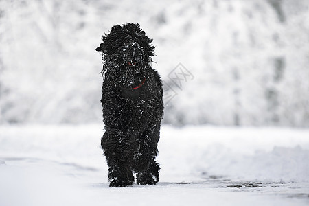 快乐的黑色长毛狗在雪地里 大狗对下雪很高兴 雪地里的黑狗 俄罗斯黑梗在白雪皑皑的公园里散步 如果你在冬天遛狗会发生什么乐趣小狗羊图片