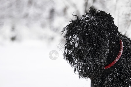 快乐的黑色长毛狗在雪地里 大狗对下雪很高兴 雪地里的黑狗 俄罗斯黑梗在白雪皑皑的公园里散步 如果你在冬天遛狗会发生什么朋友猎犬长图片