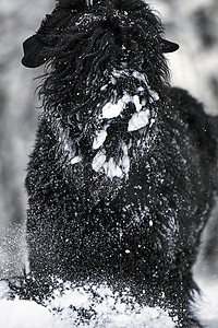 快乐的黑色长毛狗在雪地里 大狗很高兴下雪 雪地里的黑狗 俄罗斯黑梗在白雪皑皑的公园里散步 如果你在冬天遛狗会发生什么乐趣猎犬尾巴图片