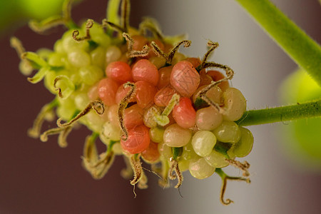 Mulberry 白Mulberry 果子是绿色的浆果叶子饮食摄影团体水果甜食环境健康饮食自然图片
