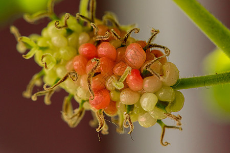 Mulberry 白Mulberry 果子是绿色的生长摄影黑色团体自然浆果甜食健康饮食水果甜点图片