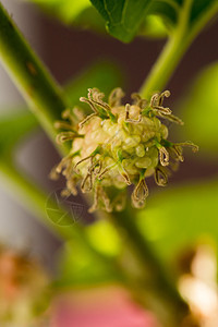 Mulberry 白Mulberry 果子是绿色的摄影黑色环境甜食健康饮食自然甜点团体叶子浆果图片