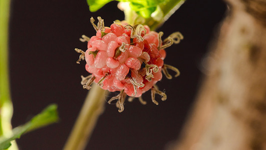 Mulberry 白Mulberry 果子是绿色的生长环境甜食饮食甜点水果团体自然黑色摄影图片