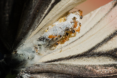 红蚂蚁吃死蝴蝶花园眼睛生活荒野植物漏洞地面昆虫照片宏观图片