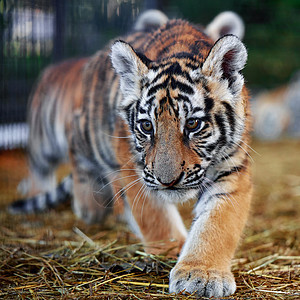 小老虎幼虎在玩小老虎熊游戏 年轻的老虎眼睛捕食者动物公园假期条纹毛皮濒危食肉哺乳动物图片