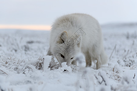 西伯利亚苔原的冬季北极狐打猎爪子兔兔气候捕食者白狐晴天荒野毛皮食肉图片
