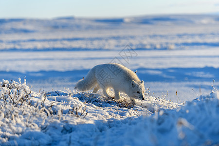 西伯利亚苔原的冬季北极狐哺乳动物气候动物荒野眼睛狐狸野生动物动物群晴天背景图片