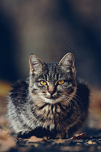 秋天公园的美丽小猫 可爱的小猫宠物天气哺乳动物虎斑猫咪树叶花园荒野猫科动物毛皮图片