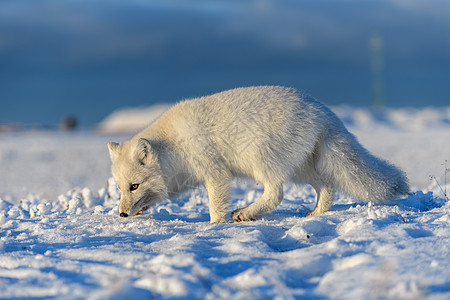 西伯利亚苔原的冬季北极狐白狐荒野野生动物哺乳动物打猎爪子捕食者毛皮动物群动物图片