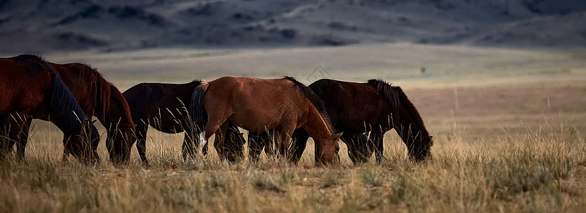 蒙古人骑着蒙古草原的马 是游牧生活的象征图片