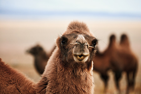 蒙古草原上的柏格人骆驼 游牧人的运输 牧场上动物群的放牧旅行驼峰小路身体荒野季节部位哺乳动物野生动物游牧民族图片