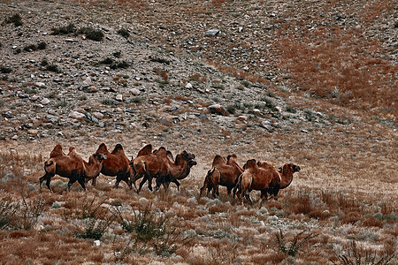 蒙古戈壁沙漠的Bactrian骆驼 牧草上的动物群图片
