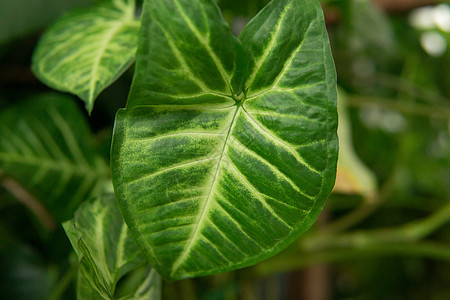 内部的碎片 里面有各种室内植物和石膏雕塑 城市丛林概念 生物生物学设计等房间花朵趋势植物学绿色温室园林生态绿色植物亲生物图片