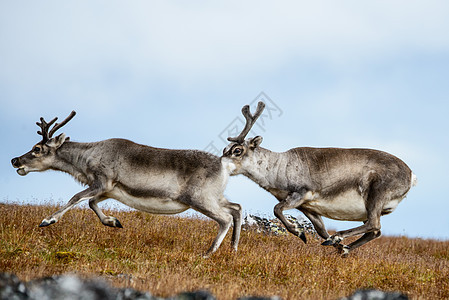 驯鹿哺乳动物旅行野生动物鹿角动物蓝色荒野白色图片
