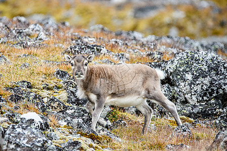驯鹿荒野哺乳动物蓝色旅行鹿角野生动物白色动物图片