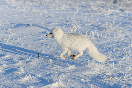 冬季在苔原的野北极狐 白北极狐在奔跑气候晴天野生动物白狐背景动物群食肉毛皮哺乳动物狐狸图片