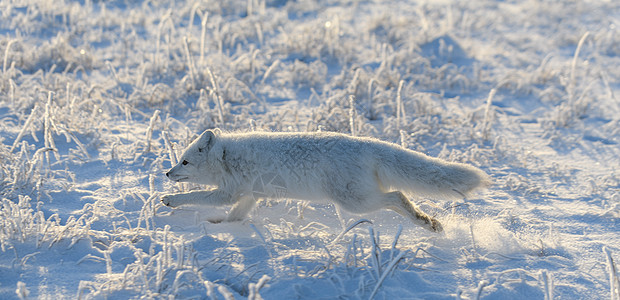 冬季在苔原的野北极狐 白北极狐在奔跑捕食者晴天狐狸眼睛猎人打猎动物兔兔毛皮白狐图片
