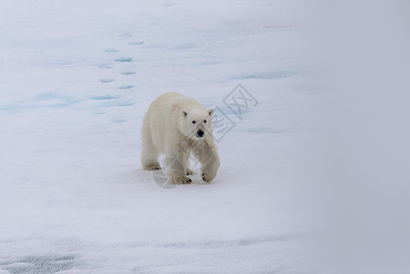 斯瓦尔巴斯匹茨贝根岛北面冰块上的北极熊荒野海洋摄影野生动物男性旅行环境动物海事哺乳动物图片