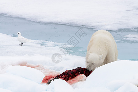 北极熊在冰块上吃海豹摄影环境野生动物捕食者海洋荒野旅行男性气候哺乳动物图片