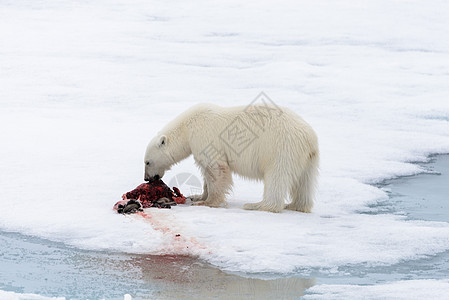 北极熊在冰块上吃海豹气候环境动物海洋捕食者野生动物海事荒野摄影旅行图片