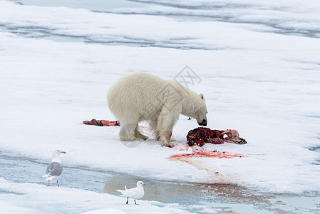 北极熊在冰块上吃海豹摄影哺乳动物荒野捕食者海洋海事旅行环境男性野生动物图片