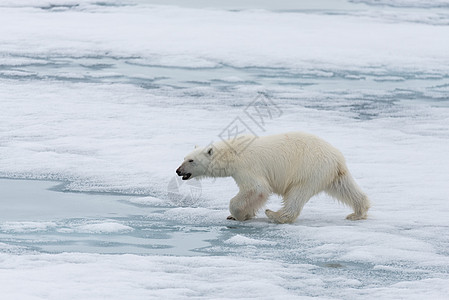 北极熊在斯瓦尔巴斯匹茨贝根岛以北的冰块上飘浮男性环境哺乳动物野生动物旅行海洋摄影动物气候海事图片