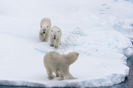 北极熊在挪威斯瓦尔巴北极以北的圆冰上的母亲和双幼崽男性荒野动物野生动物捕食者摄影海洋气候旅行环境图片