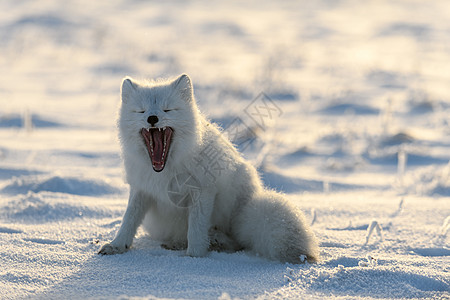 野生苔原中的北极狐 北极狐打哈欠毛皮哺乳动物狐狸气候荒野动物群眼睛捕食者背景猎人图片