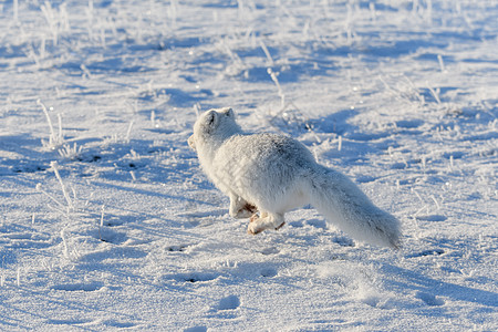 冬季在苔原的野北极狐 白北极狐在奔跑食肉白狐狐狸眼睛毛皮野生动物捕食者荒野爪子动物图片