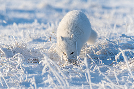 冬季在苔原的野北极狐 白北极狐爪子尾巴野生动物动物群眼睛猎人背景荒野白狐动物图片