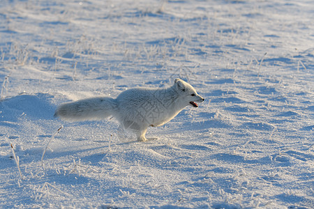 冬季在苔原的野北极狐 白北极狐在奔跑毛皮打猎猎人食肉狐狸动物哺乳动物晴天白狐爪子图片