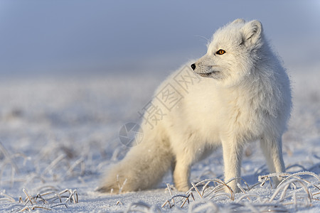 冬季在苔原的野北极狐 白北极狐特写食肉背景猎人尾巴白狐眼睛动物荒野野生动物毛皮图片