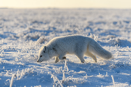 北极狐在野生苔原中 北极狐站立白狐兔兔毛皮荒野气候动物群照片捕食者晴天狐狸图片