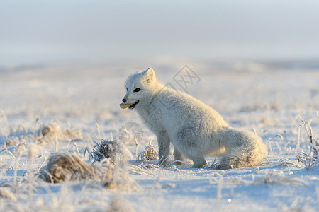 冬季在苔原的野北极狐 白北极狐坐着捕食者兔兔狐狸尾巴野生动物哺乳动物猎人爪子荒野气候图片