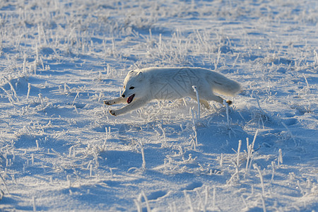 冬季在苔原的野北极狐 白北极狐在奔跑捕食者背景晴天荒野动物白狐爪子狐狸猎人食肉图片
