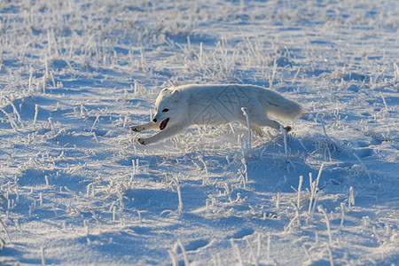 冬季在苔原的野北极狐 白北极狐在奔跑捕食者背景晴天荒野动物白狐爪子狐狸猎人食肉背景图片