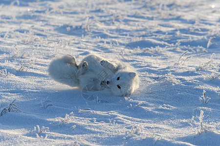 野北极狐在冬天躺在苔原里 有趣的北极狐在玩耍荒野野生动物毛皮捕食者尾巴白狐猎人眼睛动物狐狸图片