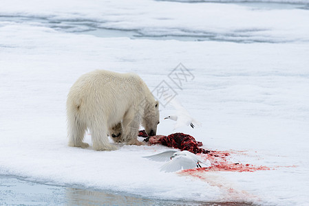 北极熊在冰块上吃海豹捕食者男性环境哺乳动物荒野摄影野生动物气候动物海洋图片