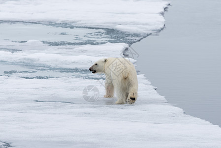 北极熊在斯瓦尔巴斯匹茨贝根岛以北的冰块上飘浮捕食者野生动物海事哺乳动物动物墙纸海洋毛皮力量荒野图片