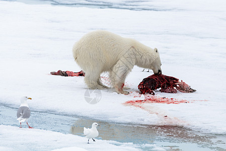 北极熊在冰块上吃海豹旅行荒野哺乳动物环境气候海事摄影野生动物动物捕食者图片