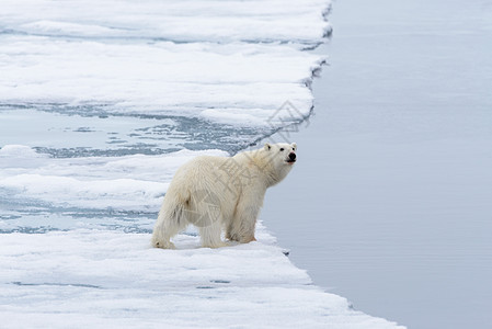 北极熊在斯瓦尔巴斯匹茨贝根岛以北的冰块上飘浮哺乳动物海洋男性摄影气候力量旅行动物毛皮墙纸图片