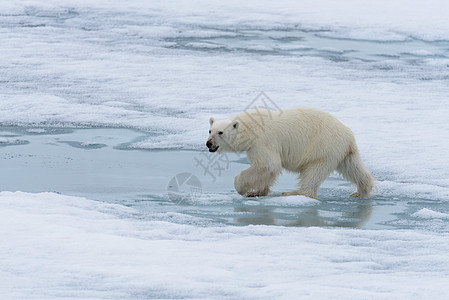 北极熊在斯瓦尔巴斯匹茨贝根岛以北的冰块上飘浮气候海洋哺乳动物摄影旅行野生动物男性动物荒野捕食者图片