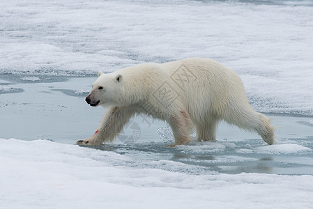 北极熊在斯瓦尔巴斯匹茨贝根岛以北的冰块上飘浮捕食者毛皮天空环境哺乳动物海事摄影力量荒野蓝色图片