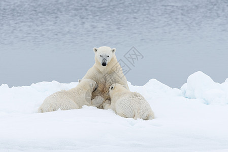 北极熊妈妈在挪威斯瓦尔巴北极北面的冰块上喂幼崽海洋牛奶童年哺乳动物环境男性海事旅行荒野捕食者背景图片
