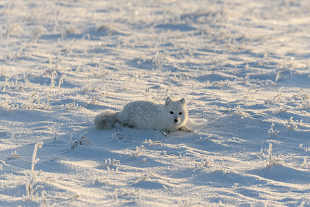 野北极狐在冬天躺在苔原里 有趣的北极狐在玩耍尾巴背景爪子眼睛白狐野生动物晴天打猎毛皮气候图片