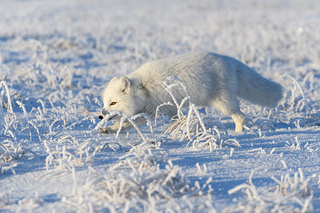冬季在苔原的野北极狐 白北极狐哺乳动物毛皮动物群眼睛爪子打猎晴天动物白狐食肉图片