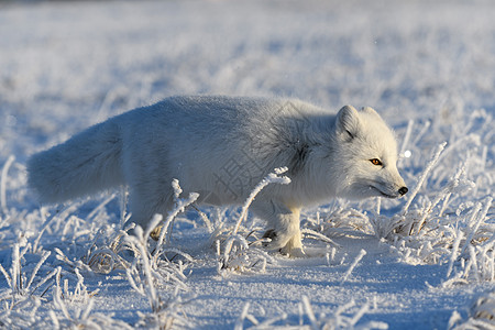 冬季在苔原的野北极狐 白北极狐特写打猎尾巴猎人晴天动物群爪子眼睛动物白狐食肉图片