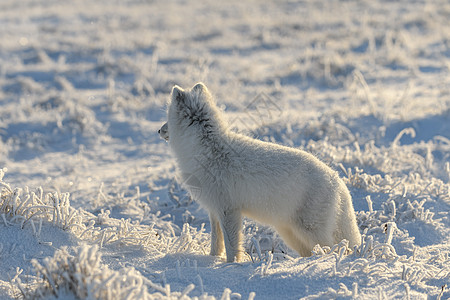 冬季在苔原的野北极狐 白北极狐爪子猎人捕食者狐狸兔兔毛皮动物气候打猎背景图片